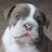 bulldog